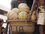 Loading pumpkins, Pettah Market.