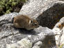 Rock dassie or hyrax (Procavia capensis).