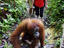 Orang-utan feeding platform, Sumatra