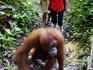 Jackie the Orang-utan leads tourists to Orang-utan feeding platform, Gunung Leuser National Park.