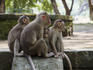 Monkeys near caves at Elephanta Island.