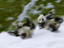 Giant Panda cubs, Yúnnán