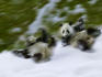 Two Giant Panda cubs rolling on snow.