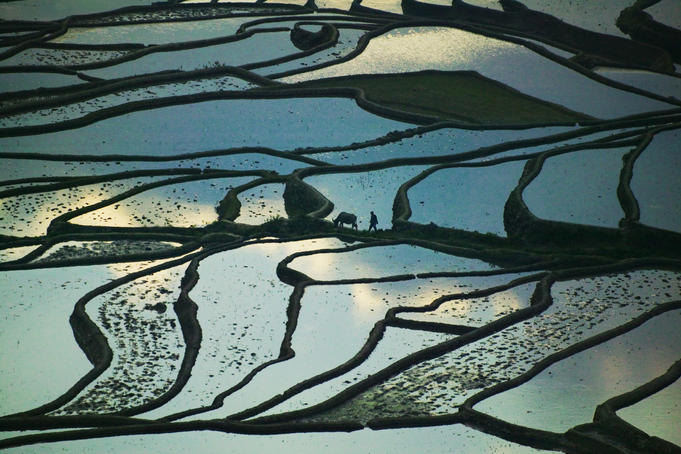 Farmer with water buffalo on water filled rice terraces at sunrise.