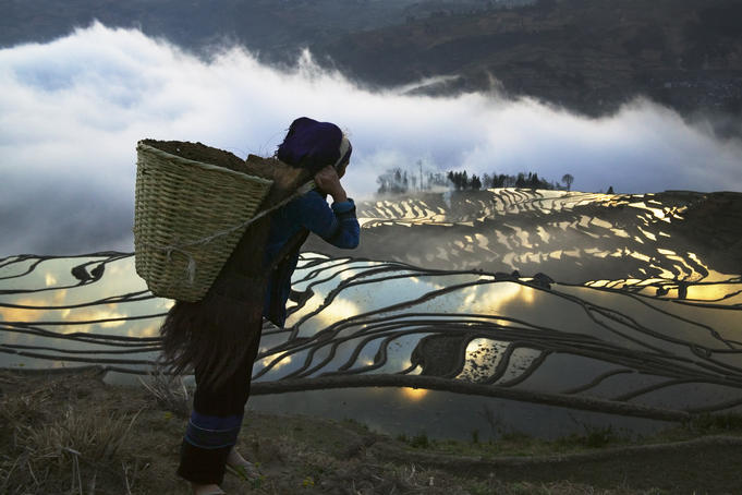 Hani woman carrying basket looking over water filled rice terraces at sunrise.
