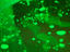 Image_22414-6