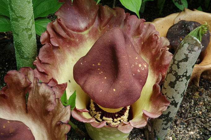 The Botanists Guide To The Sexiest Plants Of The World Lonely Planet 