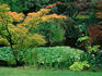 Lily-pad pond in Van Dusen Gardens.