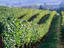Image_22436-36