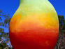 Big Mango.