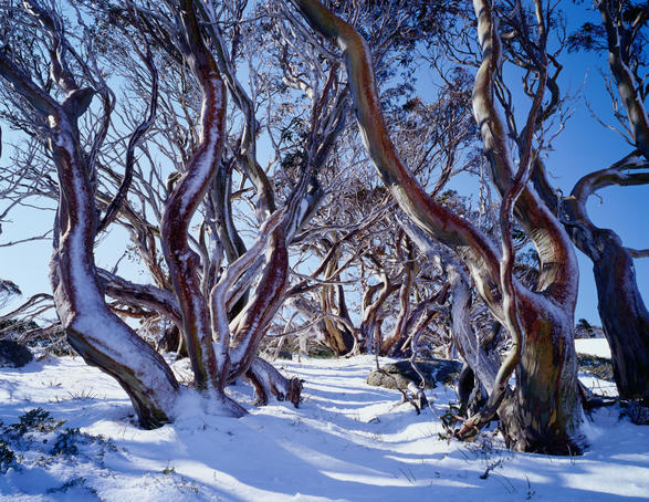 Snow gums, Charlotte Pass.