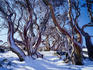 Snow gums, Charlotte Pass.
