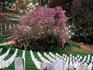 Arlington National Cemetery with cherry blossoms.