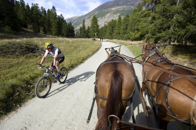Cyclist crossing path of horse-drawn carriage near Pontresina.