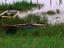 Birds with boats on Tarcoles.