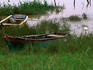 Birds with boats on Tarcoles.