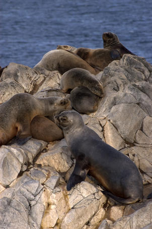 Sea lions on island in Beagle Channel.
