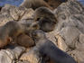 Sea lions on island in Beagle Channel.