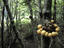 Indian Bread Tree Fungus, Parque Nacional Tierra Del Fuego