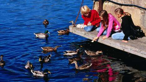 Image_22537-43