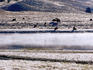 Yellowstone River, Hayden Valley.