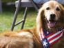Dog wearing patriotic scarf.