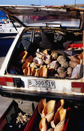 Selling shells from car boot at port.