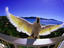 Cockatoo on hotel room balcony.