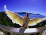 Cockatoo on hotel room balcony.