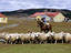 Sheep herding at Estancia Rio Penitente, near Punta Arenas.