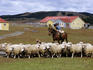 Sheep herding at Estancia Rio Penitente, near Punta Arenas.