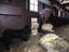 Man shearing a sheep at Estancia Rio Penitente, near Punta Arenas, Patagonia.