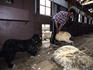 Man shearing a sheep at Estancia Rio Penitente, near Punta Arenas, Patagonia.