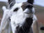 Portrait of a llama, Estancia Rio Penitente, near Punta Arenas, Patagonia.