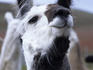 Portrait of a llama, Estancia Rio Penitente, near Punta Arenas, Patagonia.