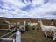 Llamas jumping a fence, Estancia Rio Penitente, near Punta Arenas, Patagonia.