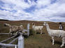 Llamas jumping a fence, Estancia Rio Penitente, near Punta Arenas, Patagonia.