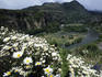 Flowers and the Simpson River Valley, Simpson River National Park, near Puerto Aysen, Patagonia.
