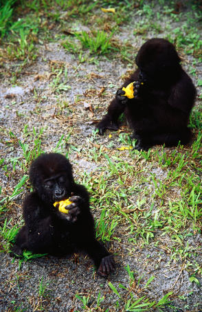 Gabon image gallery - Lonely Planet