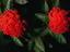 Image_2277-40