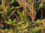 Image_22794-6
