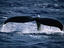 Image_22825-23