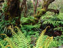 Pristine cloud forest carpeted with native ferns and moss, Mt Haleakala.