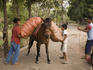 Boys unloading bags of bananas from horse.