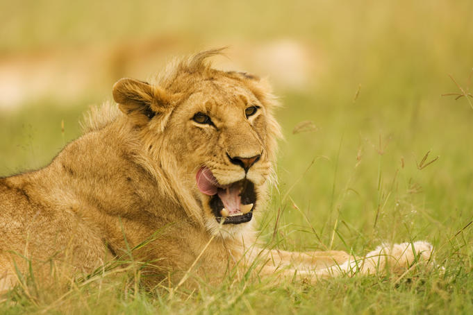 A teenager's guide to East Africa