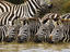Plains zebra (Equus burchellii)