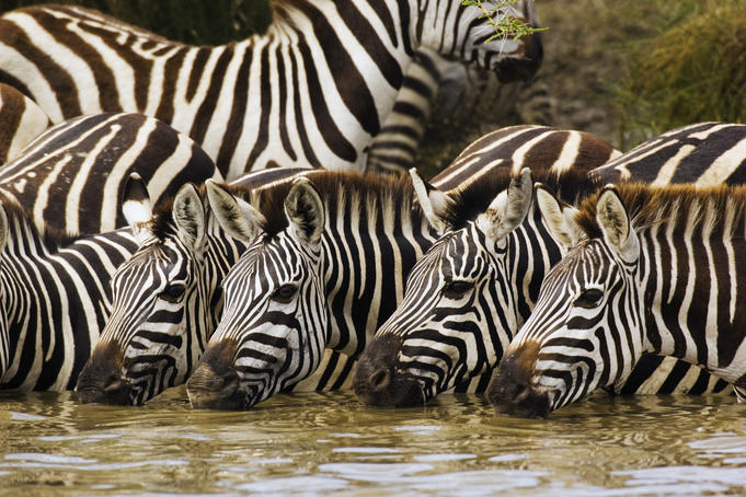 Plains zebra (Equus burchellii)