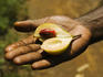 Nutmeg is an important cash crop in Zanzibar.