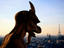 Image_22943-6