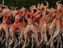 Frogs skinned, cleaned and ready for pot at traditional pasar (market) in Glodok, (Chinatown), Java.